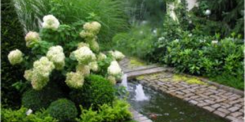 Hydrangea paniculata - засаждане и грижи на открито